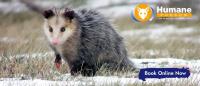 Humane Possum Removal Hope Island image 5